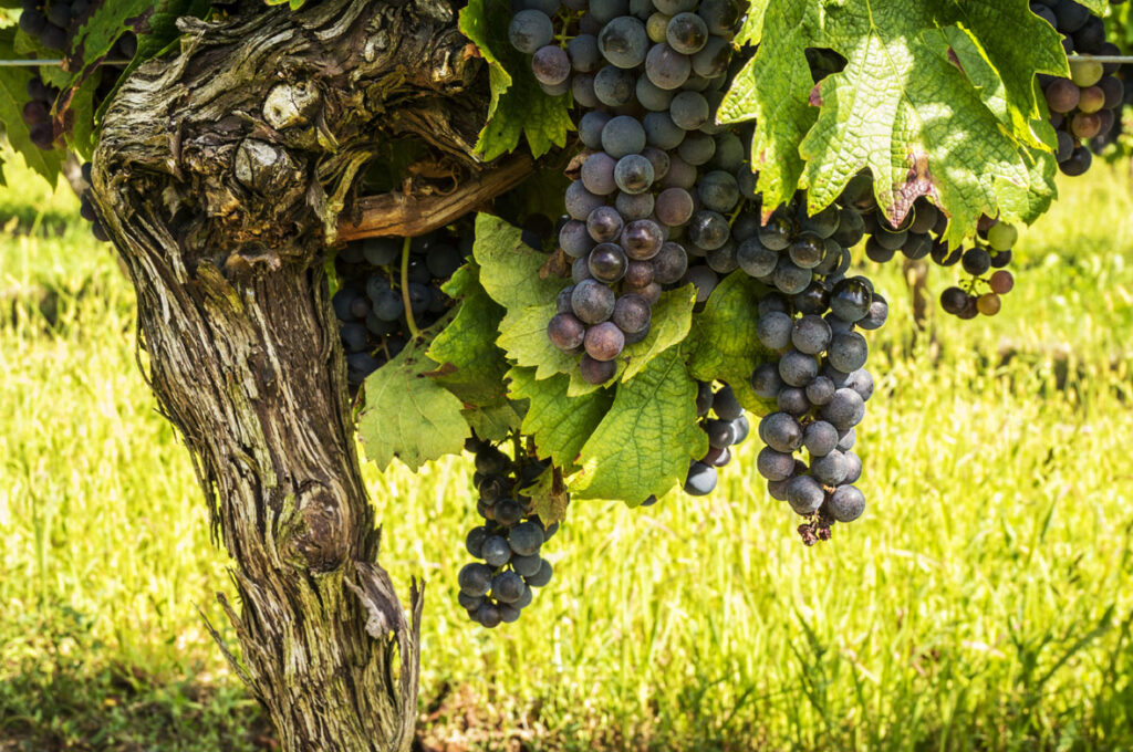 Priorat wines are scarce and some of the most expensive Spanish Wines