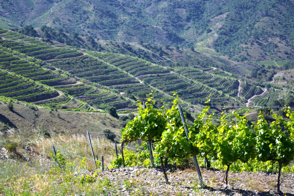 Priorat magic scenery, explore these unique wines from Spain with Paladar y Tomar