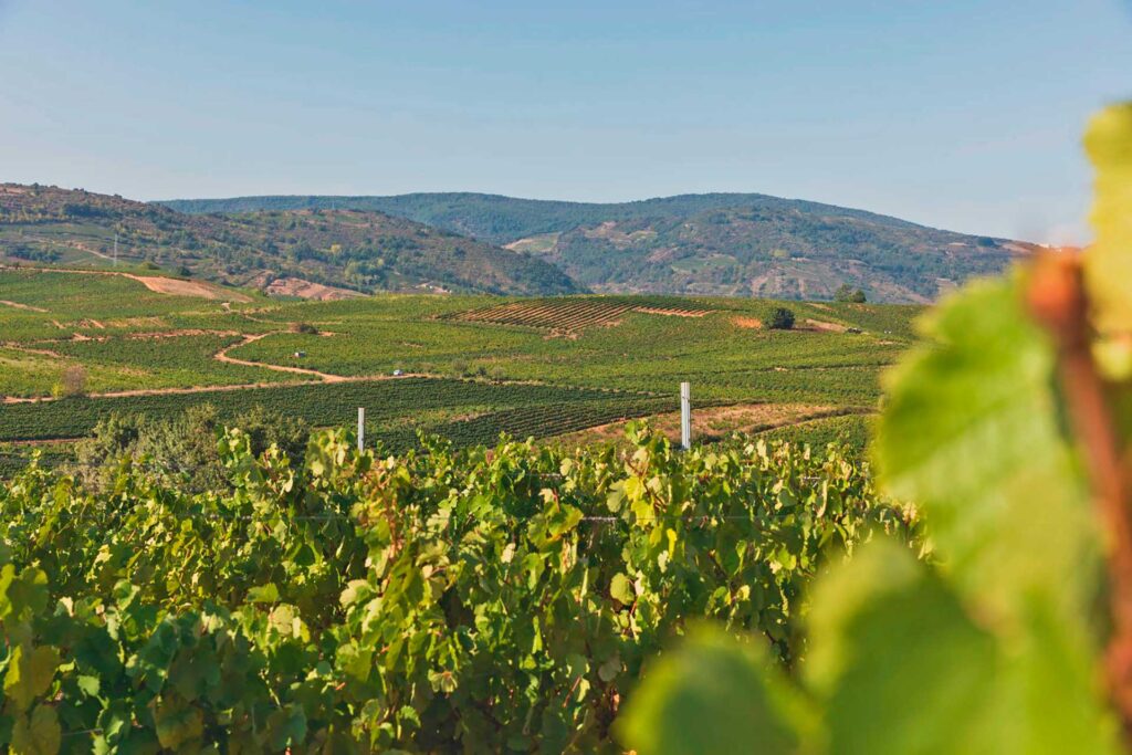 Embark on a day trip to Ribera del Duero with Paladar y Tomar