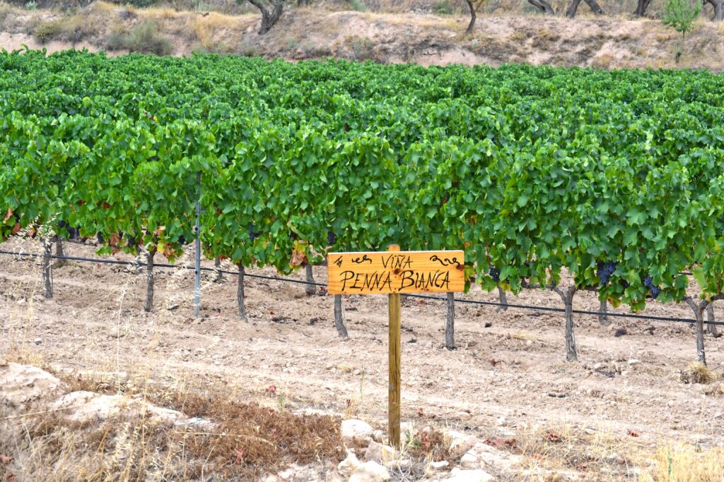 Terra Alta wines, where white garnacha is the queen, a wine tour by Paladar y Tomar