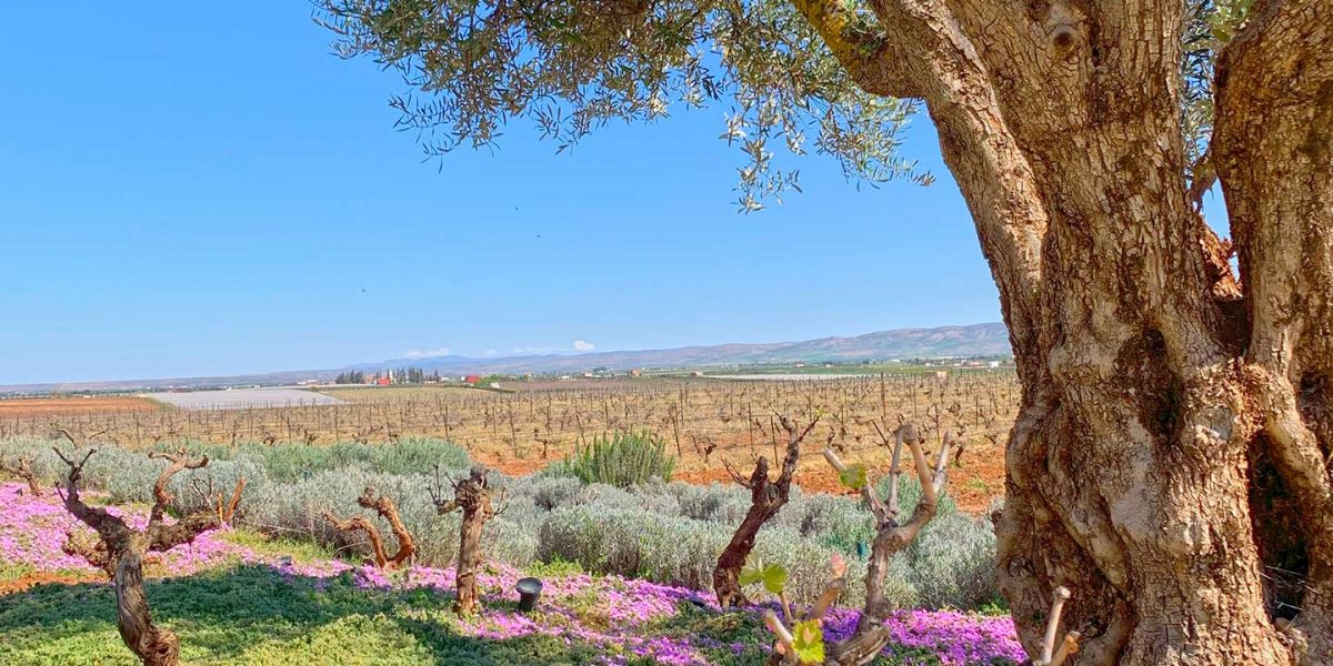 Morocco Wine Regions, a guide by Paladar y Tomar